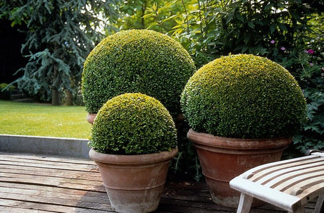 Fiche d’entretien du buis (Buxus)