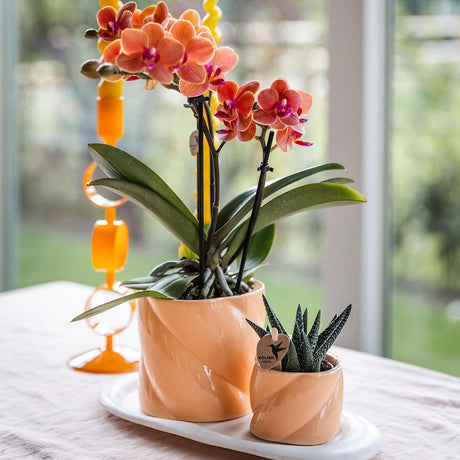 Comment entretenir un Orchidée Phalaenopsis ? - La Green Touch