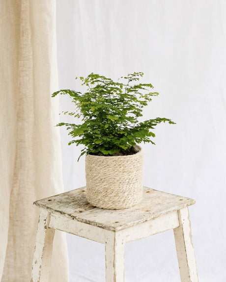 Entretien ADIANTUM FRAGANS - La Green Touch