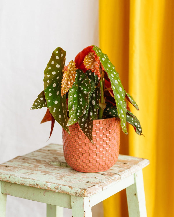 Entretien de Begonia Maculata - La Green Touch