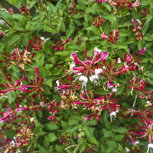 Entretien - Chèvrefeuille (Lonicera periclymenum) : Guide pratique - La Green Touch