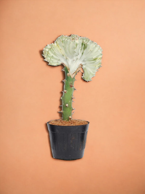 Entretien - Euphorbe lactea Cristata blanc: Guide pratique - La Green Touch