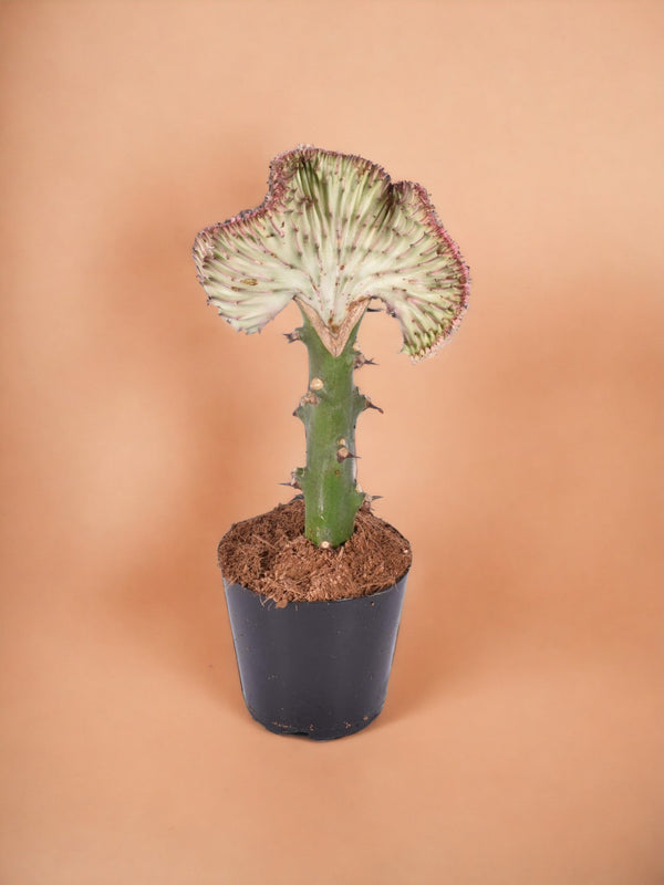 Entretien - Euphorbe lactea Cristata rood: Guide pratique - La Green Touch