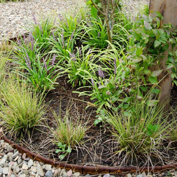 Entretien - Laîche Brune (Carex brunnea) : Guide pratique - La Green Touch