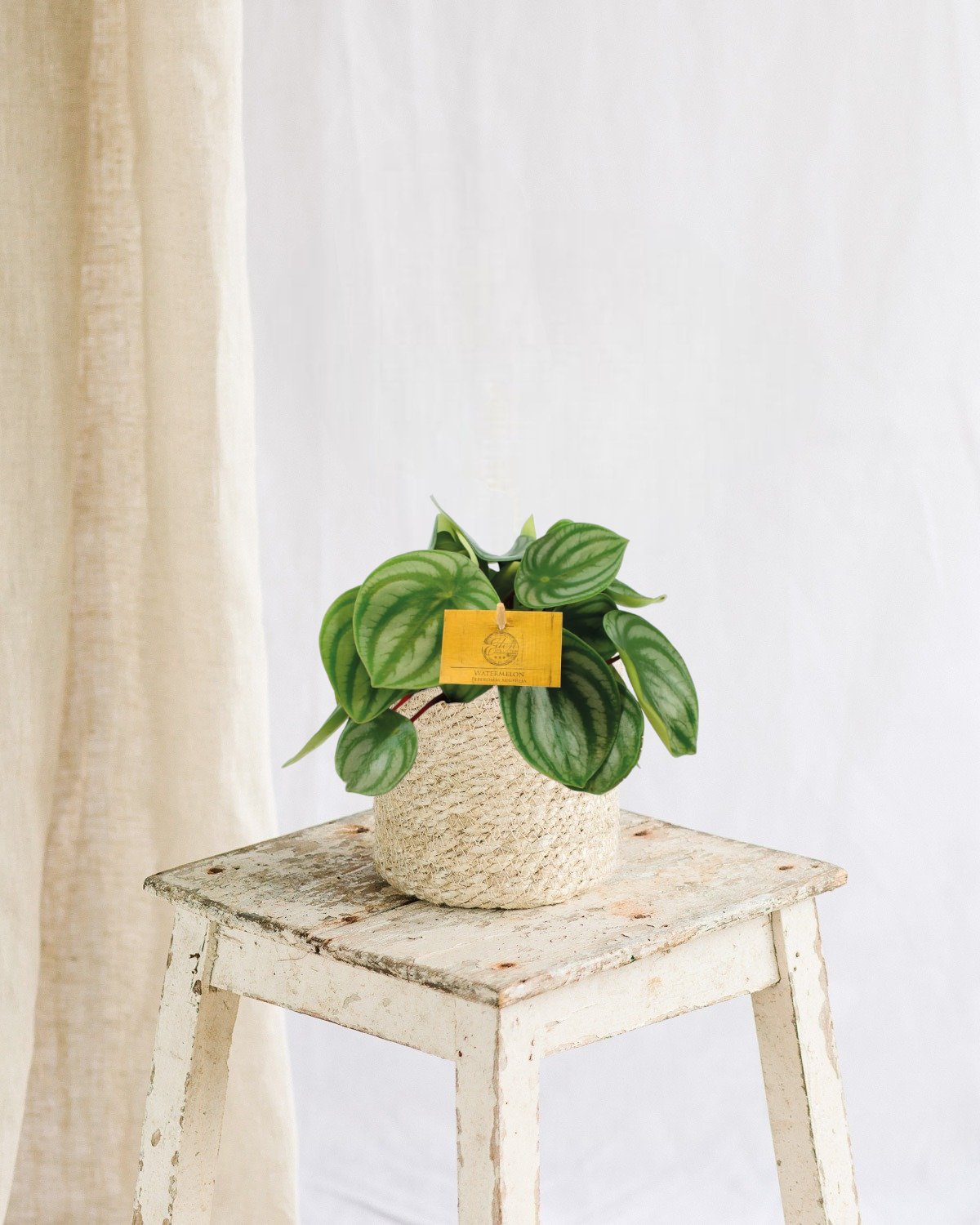 Entretien - Peperomia Argyreia: Guide pratique - La Green Touch