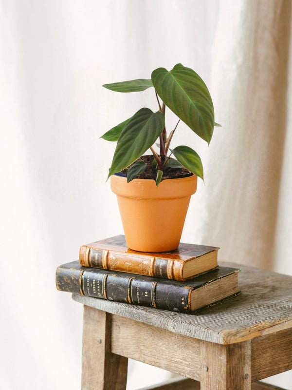 Entretien - Philodendron Nangaritens: Guide pratique - La Green Touch