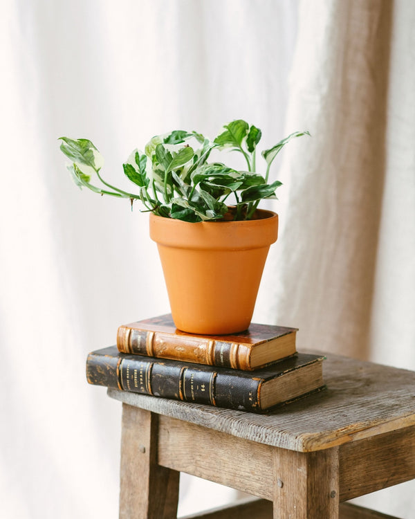 Entretien Epipremnum N'Joy - La Green Touch