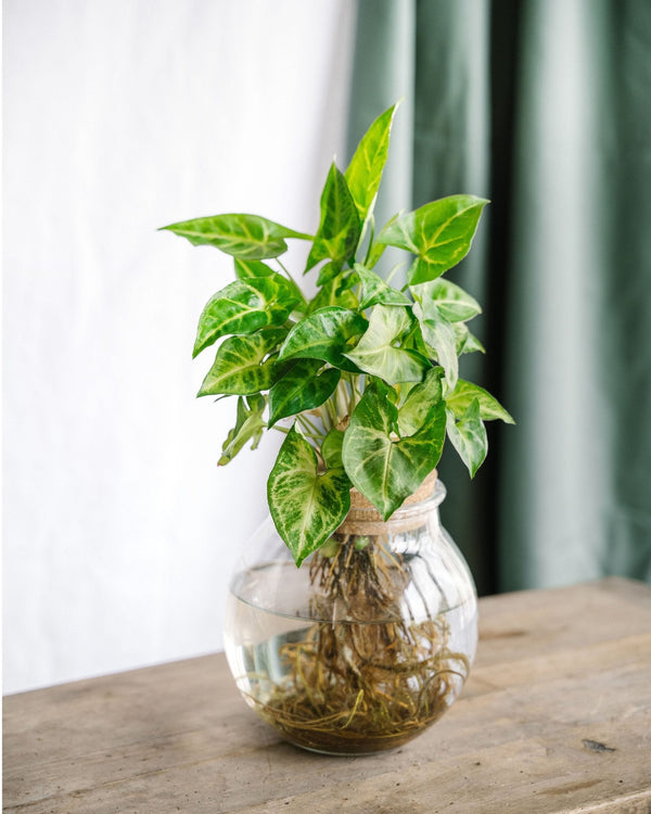 Entretien - Syngonium Pixie: Guide pratique - La Green Touch
