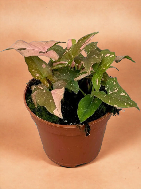 Entretien - Syngonium Red Spot: Guide pratique - La Green Touch