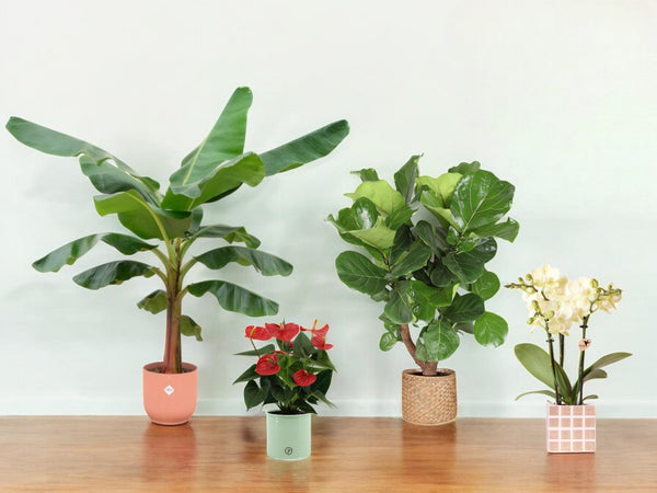 Plantas + Macetas