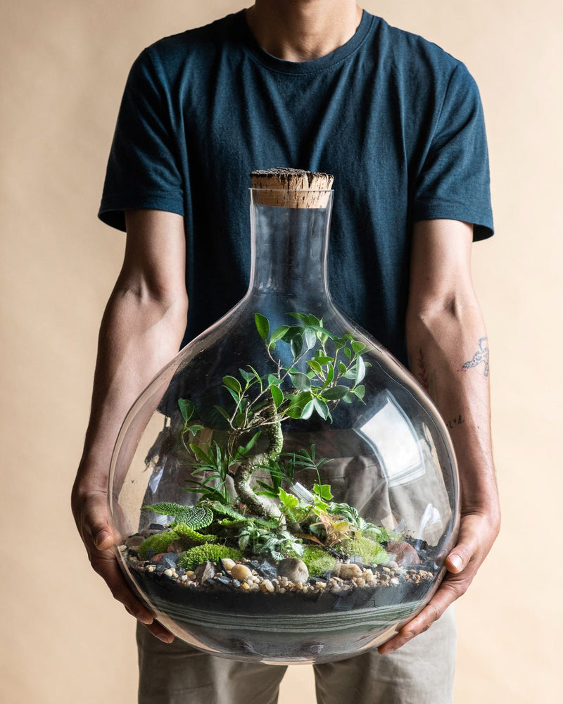 Día del Padre: plantas para un papá verde