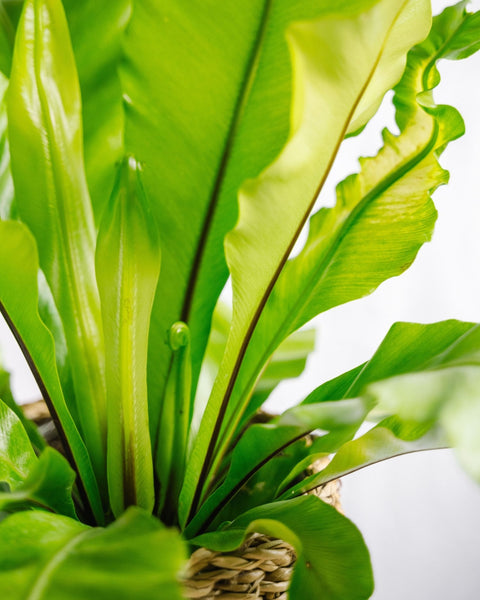 Plantes d'intérieur pour un été tropical
