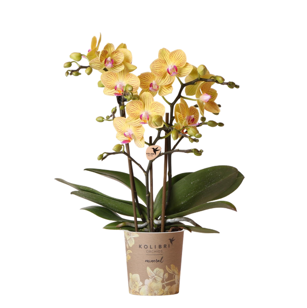 Orchidée Phalaenopsis jaune Blossom Lima - pot Ø9 cm