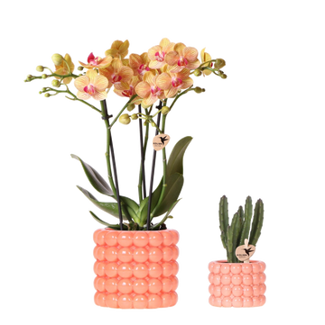 Set orchidée Jamaica orange et Stapelia - cache-pots Poppy orange