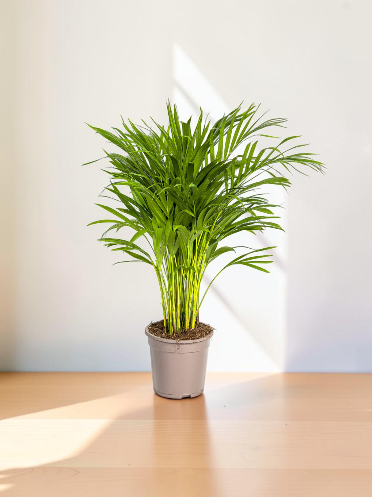 Palmier Aréca (Dypsis Lutescens)