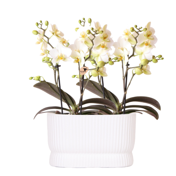 Duo d'orchidées Lausanne blanches en cache-pot Diabolo Twin - H 35 cm, pots Ø9 cm