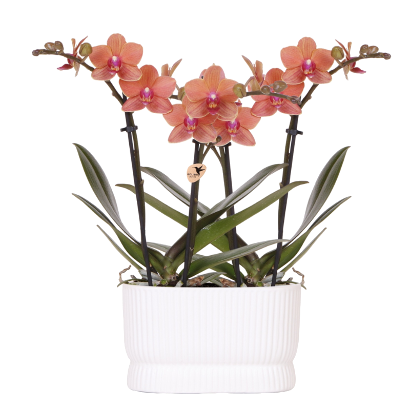 Orchidées Phalaenopsis orange Mineral Bolzano - lot de 2 en cache-pot double Diabolo blanc - H 40 cm, pot Ø9 cm