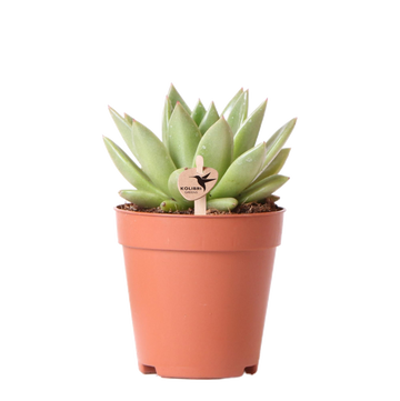 Echeveria Miranda h13cm - planta suculenta de interior