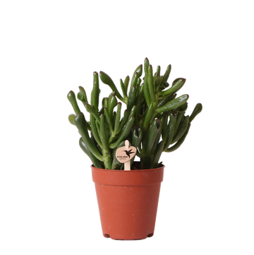 Crassula Hobbit h18cm - suculenta