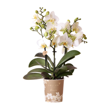 Orquídea blanca - Ø9cm - planta de interior