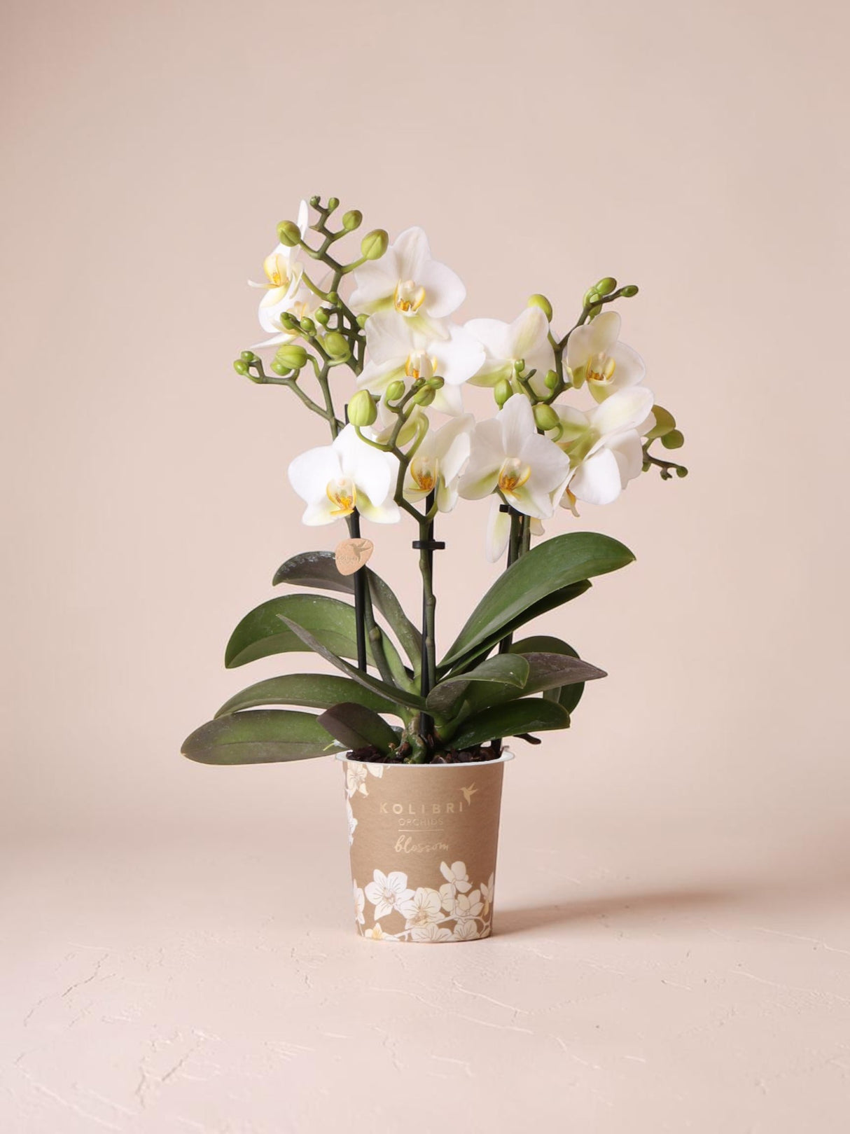 Orquídea blanca - Ø9cm - planta de interior