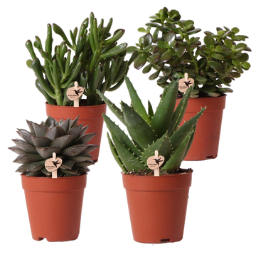 Caja de regalo para suculentas - Juego de 4 plantas, h20cm
