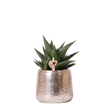 Haworthia Limifolia y su maceta plateada