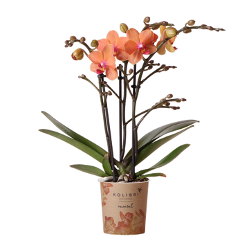 Orquídea Phalaenopsis naranja - Ø9cm - planta de interior con flores