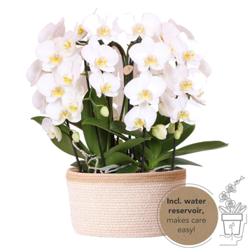 Ramo de orquídeas blancas en canasta de algodón con tanque de agua