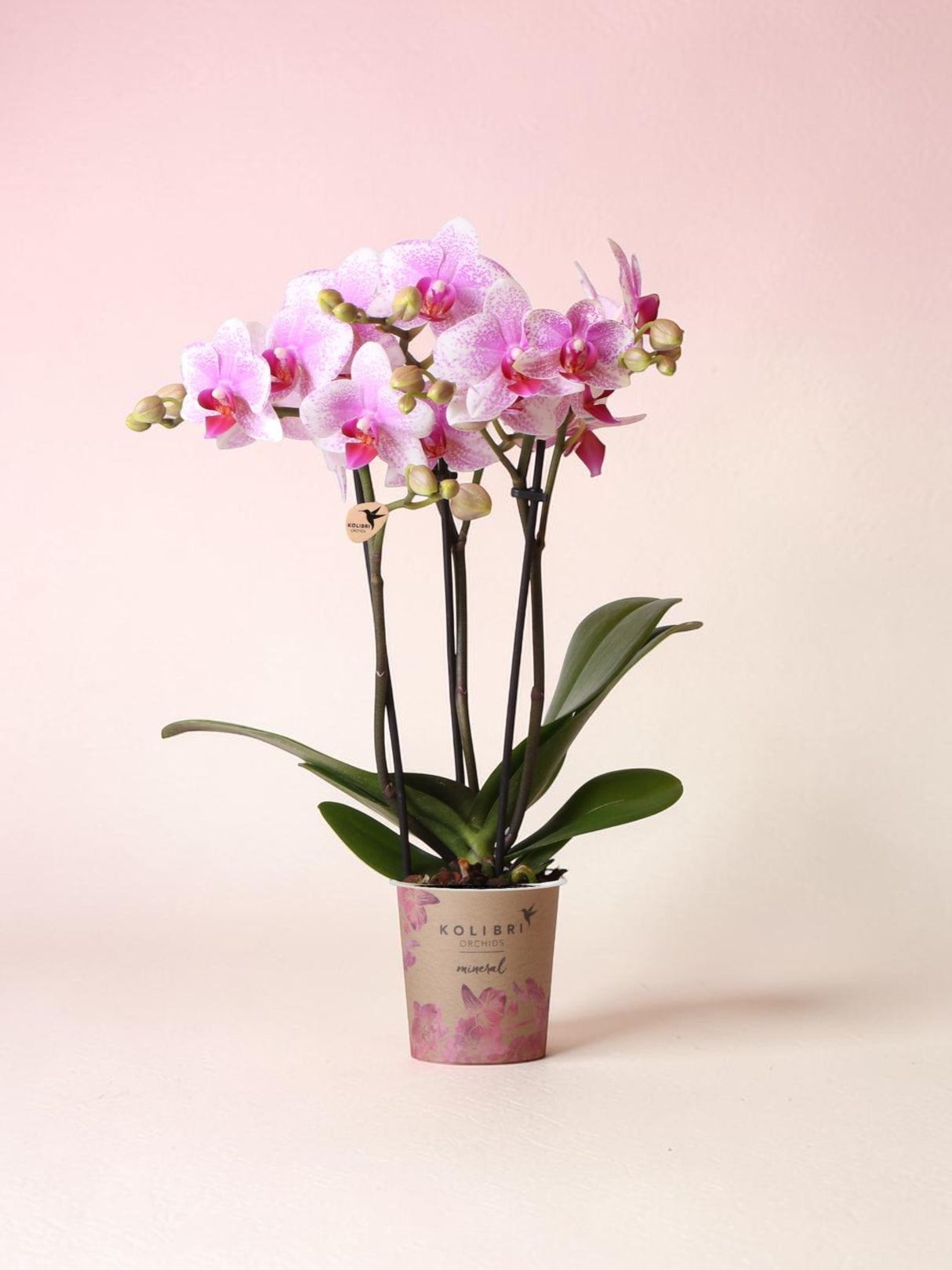 Orquídea Phalaenopsis rosa - Rotterdam Mineral