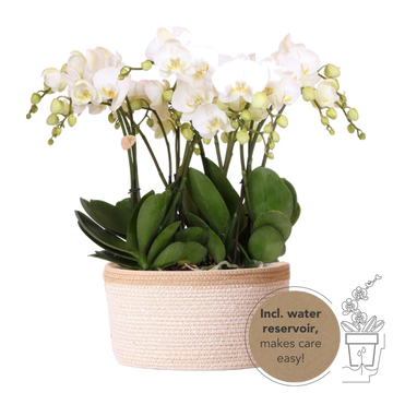 Cesta de algodón con 3 orquídeas blancas y riego integrado