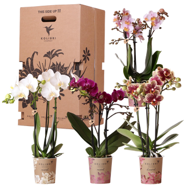 Caja Sorpresa: 4 Orquídeas Variadas de Alta Gama
