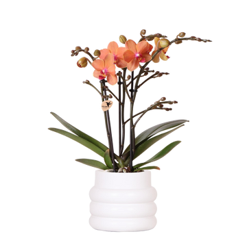 Orquídea de Bolzano en maceta de burbujas blanca