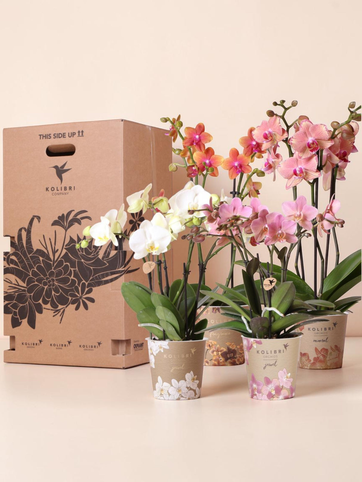 Caja Sorpresa Orquídeas - 4 variedades