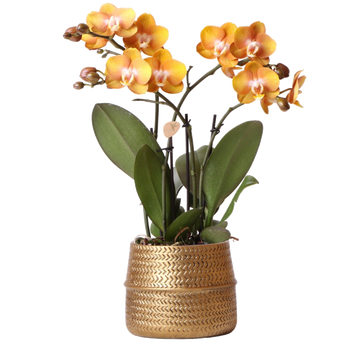 Orquídea ocre y su maceta