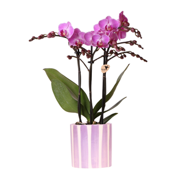 Orquídea phalaenopsis morada 'Vienna' + macetero rayado lila