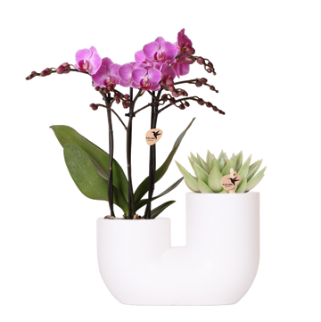 Orquídea Viena y Suculenta Miranda en maceta decorativa blanca