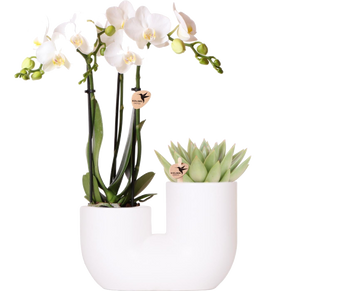 Amabilis y Orquídea Suculenta en Maceta Decorativa Blanca