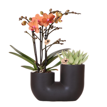 Orquídea y suculenta en diseño de maceta negra.
