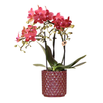 Orquídeas Colibrí | Orquídea phalaenopsis roja Congo + Pearl Pot roja - tamaño maceta Ø9cm | Planta de interior con flores: hacia el kweker
