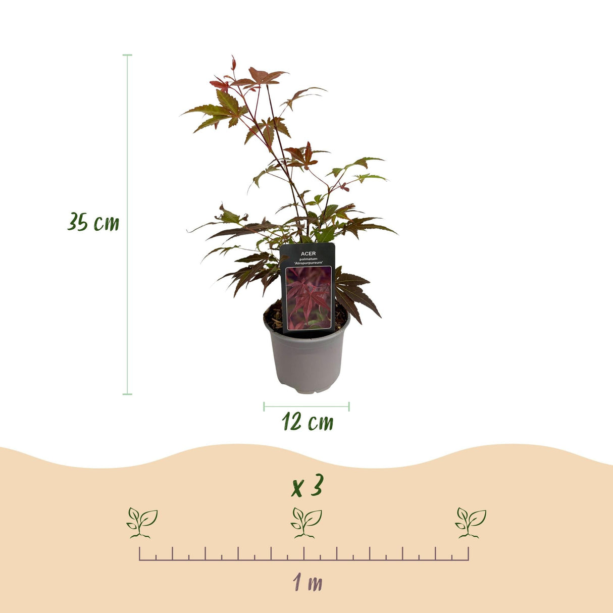 Livraison plante Acer palmatum Atropurpureum – Pot 12 cm – Hauteur 35 cm