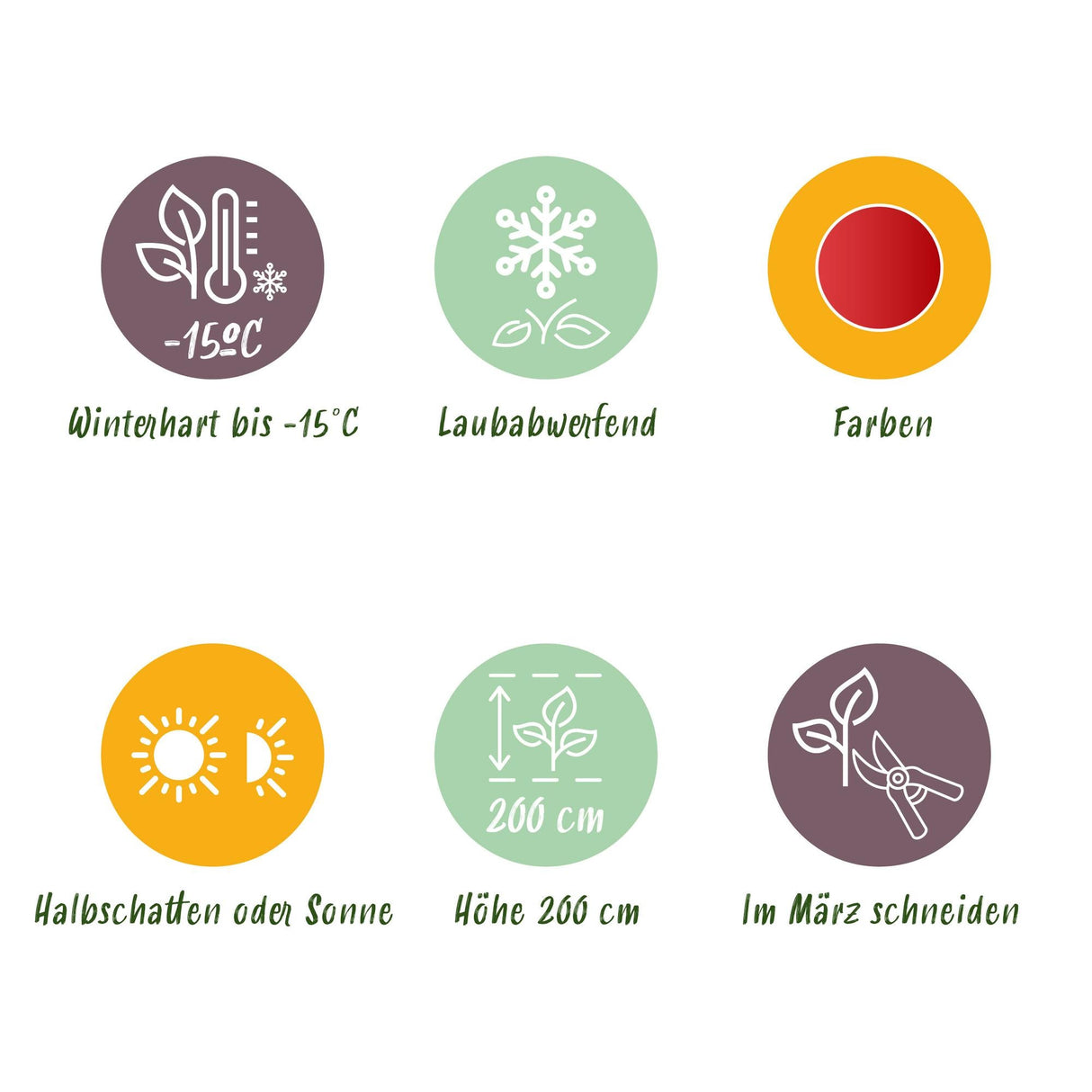 Livraison plante Acer palmatum Beni - maiko – Lot de 3 – Pot 12 cm