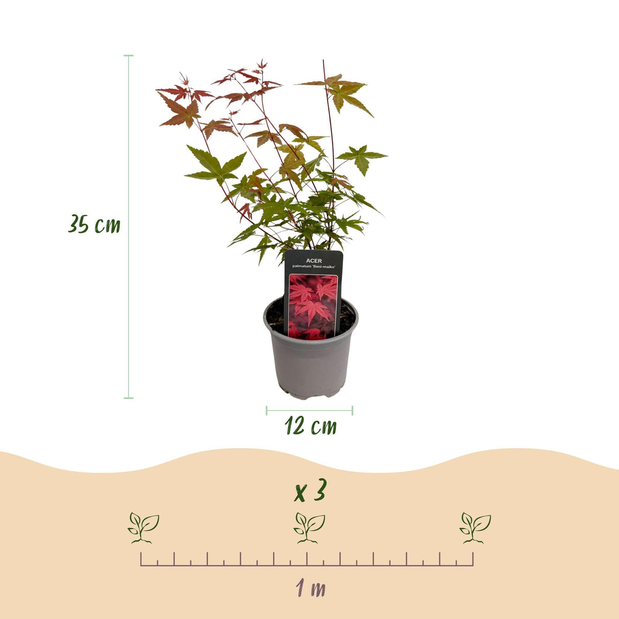 Livraison plante Acer palmatum Beni - maiko – Lot de 3 – Pot 12 cm