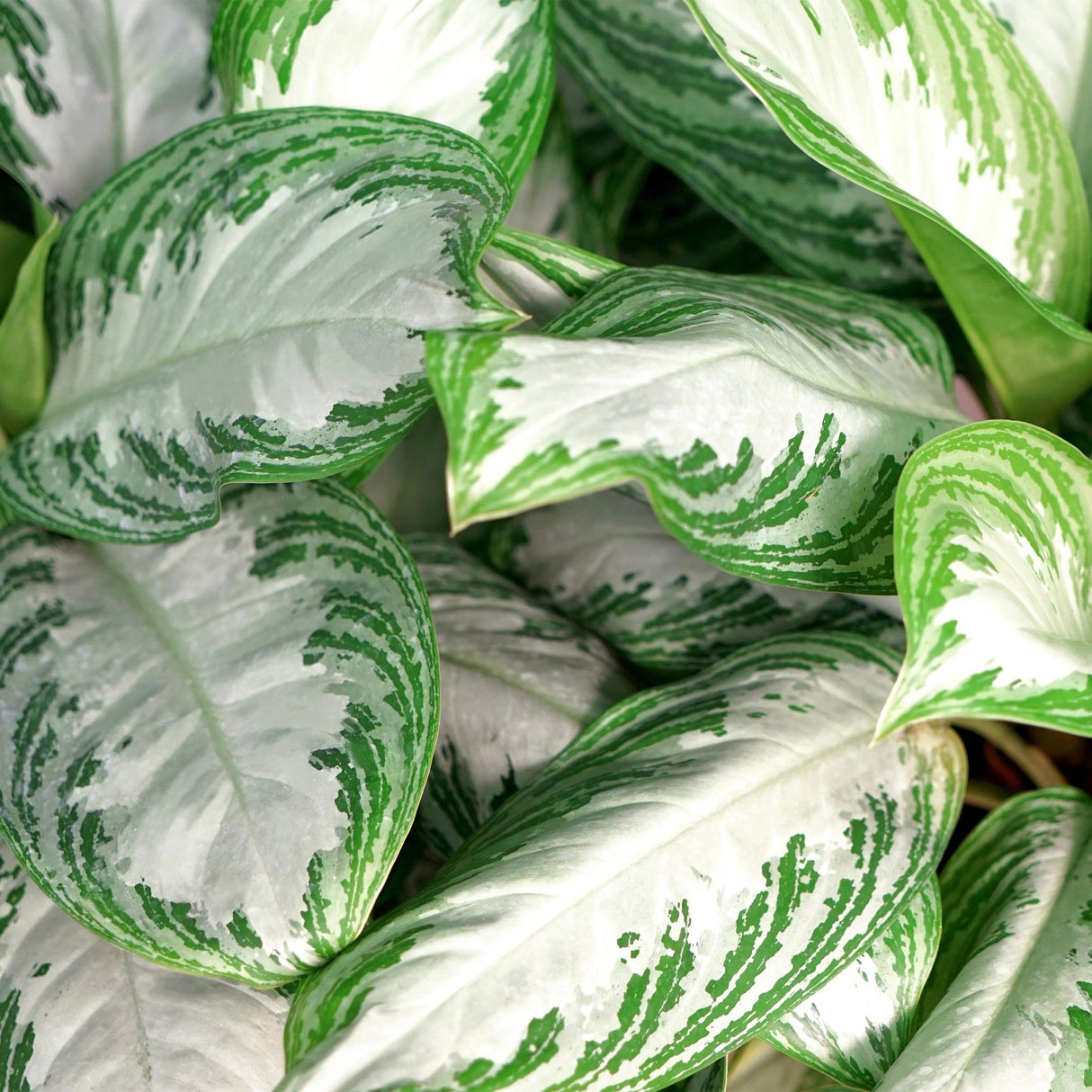 Livraison plante Aglaonema Silver Bay – Lot de 1