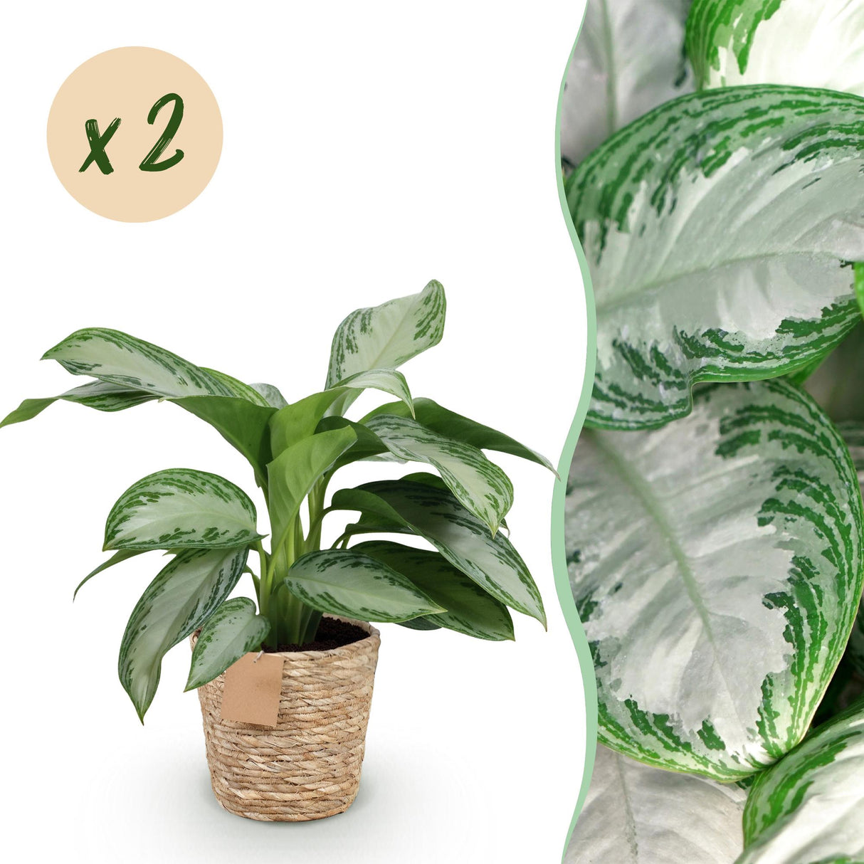 Livraison plante Aglaonema Silver Bay – Lot de 2 – Pot 17 cm – Hauteur 70 cm