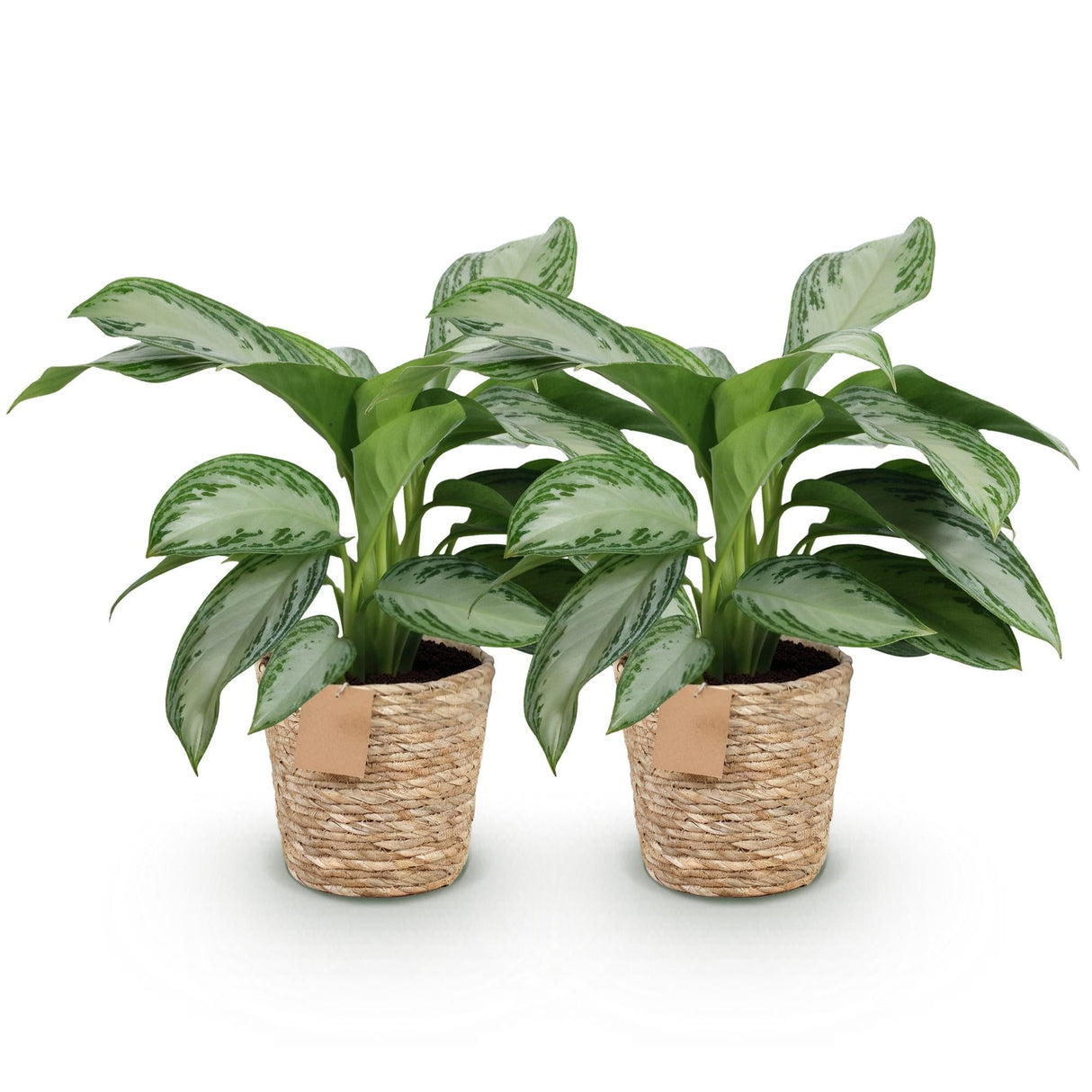 Livraison plante Aglaonema Silver Bay – Lot de 2 – Pot 17 cm – Hauteur 70 cm