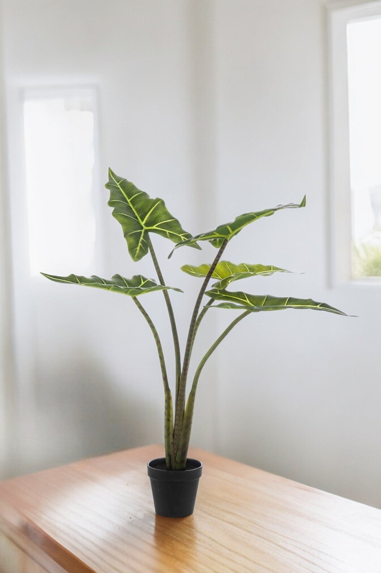 Livraison plante Alocasia artificiel - h80cm, Ø12cm