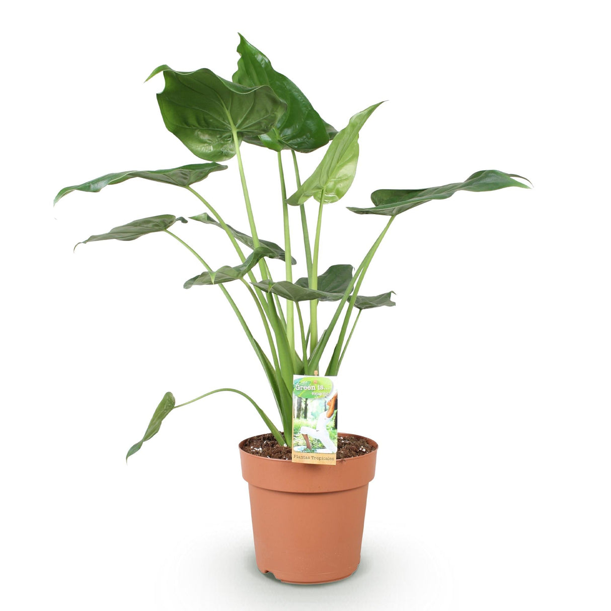 Livraison plante Alocasia Cucullata