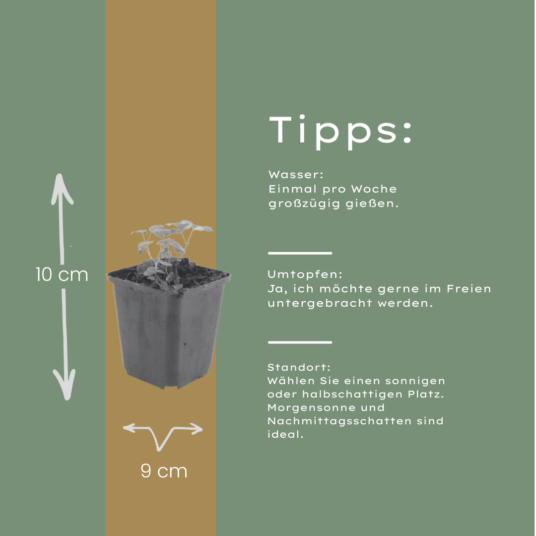 Livraison plante Ancolie commune vilgaris