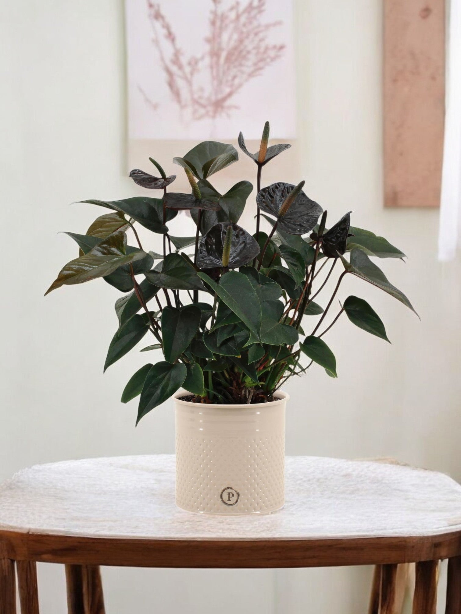 acheter-plante-anthurium-